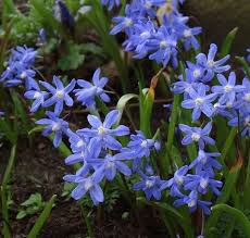 Ihre zwiebel wächst gesund und verwildert. Plant World Seeds Scilla Siberica Seeds Amazon De Garten