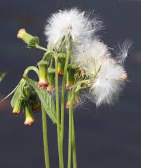 Image result for Crassocephalum radiatum