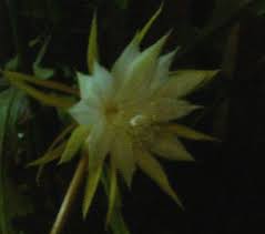 The beautiful, white flowers only open at night. The Flower That Blooms Only One Night A Year