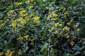 Image result for Senecio nyungwensis