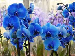 Image result for Vanda coerulea