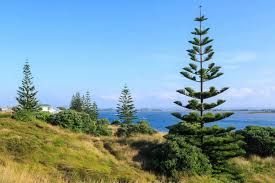 Would you like to see these instructions. Norfolk Island Pine Tree Care Guide Garden Tabs