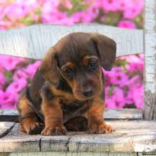 Sometimes they are the result of accidental breeding while other time. Dachshund Dog Puppies For Sale