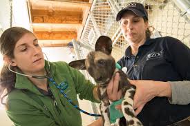 African dog has monkey dinner. Pupdate It S 6 Girls And 6 Boys For Painted Dog Ella Oregon Zoo