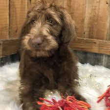 We love her so much!. Alexis Labradoodle Puppy 632179 Puppyspot