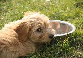 Tibetan Terrier Puppies For Sale Akc Puppyfinder