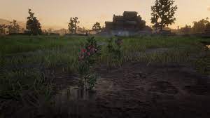 As you camp in the wilderness, or even sit by the fire at dutch's gang's camp, you'll be able to craft a. Sage Location In Red Dead Redemption 2 Shacknews