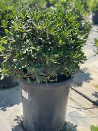 Image result for Pittosporum tobira