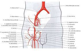 Arterias Do Membro Inferior Anatomia Online