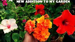 See more ideas about pretty flowers, beautiful flowers, flowers. New Beautiful Flowers And Plants In My Garden Youtube