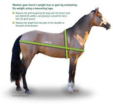 Pin On Horse Care