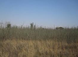 Image result for Aspidoglossum hirundo