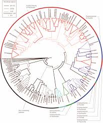 Image result for Pavetta catophylla
