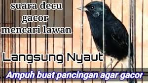 Beli burung decu online berkualitas dengan harga murah terbaru 2021 di tokopedia! Burung Decu Gacor Ekor Bergetar Sayap Berkibar