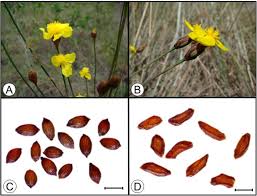 Image result for Xyris capensis