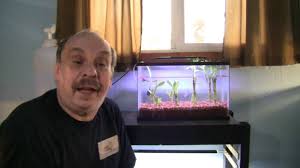 I have over 10 years of experience working as a designer in the greeting card industry and decided a few years ago to take the plunge and set up on my own. Lucky Bamboo In An Aquarium Is It Safe To Plant