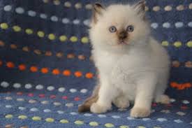 Click below to find a shelter or rescue in your area! Baby Kittens For Sale Mn Zona Ilmu 2