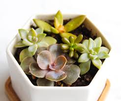 You are at:home»cultivation»propagation»how to grow succulents from leaf cuttings. How To Take Grow Succulents From Cuttings 5 Steps With Pictures Instructables