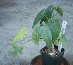 Image result for Corallocarpus bainesii