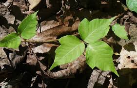 Ground ivy in lawns can be treated with chemical herbicide sprays containing tryclopyr. What Can I Do To Get Rid Of The Poison Ivy In My Yard Unh Extension