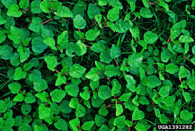 Image result for Melochia corchorifolia