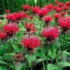 Pin On Flowers