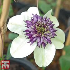 Image result for Clematis simensis