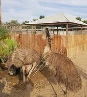 Small petting zoos only require approximately about 15×15 feet of fairly level grass or cement. Desert Oasis Petting Farm Dubai 2021 All You Need To Know Before You Go With Photos Tripadvisor