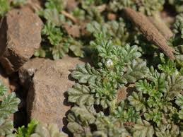 Image result for Coldenia procumbens