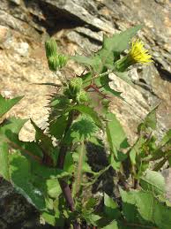 Image result for Sonchus schweinfurthii
