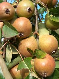While lemon trees are included on this list, their thorniness also depends on the specific type of lemon. Thorn For Sale Buy Organic Thorn Trees