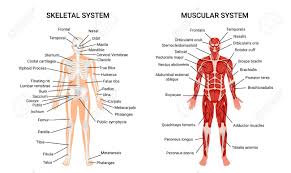 In the diagrams below, i'll be showing muscle groups in color, with a black line to show the forms that would show through the skin (i also show protruding bones that would do the same). Muscular And Skeletal Systems Anatomy Chart Complete Educative Royalty Free Cliparts Vectors And Stock Illustration Image 94657692