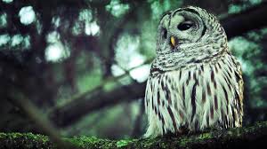 Cool Owl Wallpaper Best Wallpaper Hd Owl Wallpaper Beautiful Owl Owl Pictures