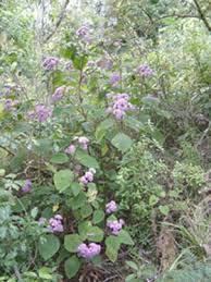 Image result for Bartlettina