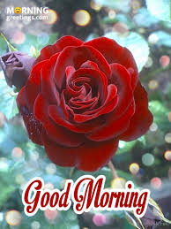 Above all getting inspirational good morning message from him can. 51 Good Morning Wishes With Rose Morning Greetings Morning Quotes And Wishes Images