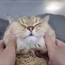 Patiliyo Com On Instagram Yanak Olarak Dogacaktin Da Son Dakikada Kedi Mi Oldun Sen With Images Cats Cute Pictures Aww