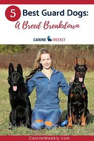 Best Family Guard Dog 8 Good Protecton Dogs For Families Grosse Hunderassen Schutzhunde Hunde