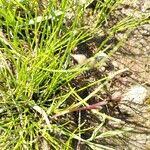 Image result for Isolepis setacea