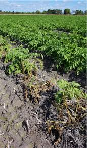 As the disease gets worse it works its way up the plant until all of the leaves turn yellow and they fall off. Blackleg Potatoes Wikipedia