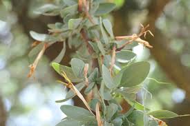 Image result for Agelanthus