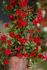 Mandevilla needs plenty of sun and does best when it is hot. Sun Parasol Mandevilla Adds Bright Flowers And Tropical Feel Horticulture