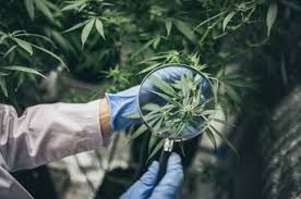 Wie und wann den hanf ernten. Anbau Von Cannabis In Osterreich Ja Ernte Nein Medmix At