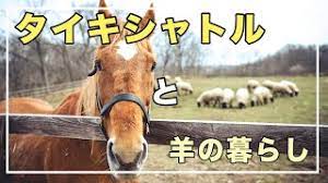 今日は気温が3度もある為、馬着は薄手で放牧しています #メイショウドトウ #引退馬協会 #ヤギ #明けましておめでとうございます pic.twitter.com/c9grcf8yvz. ç‰¹é›†å· ã‚¿ã‚¤ã‚­ã‚·ãƒ£ãƒˆãƒ«ã¨ç¾Šã®æš®ã‚‰ã— Youtube