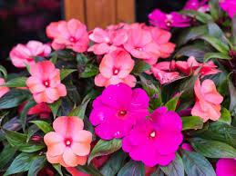 Image result for Impatiens burtonii