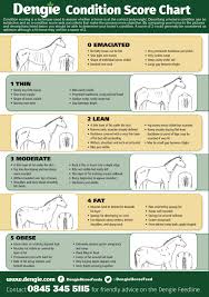 How To Calculate The Bodyweight And Condition Of Your Horse