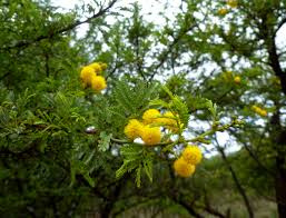 Image result for Acacia karroo