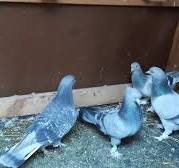 TAKLACI GÜVERCINLERİ HIZLI BI ŞEKİLDE ÇABUCAK OYUN SÖKME TAKTİKLERİ