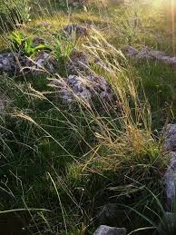 Image result for Andropogon festuciformis