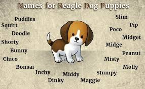 Let's take a look at the breakdown in each category. Cute Beagle Names Off 63 Www Usushimd Com