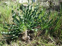 Image result for Boophone